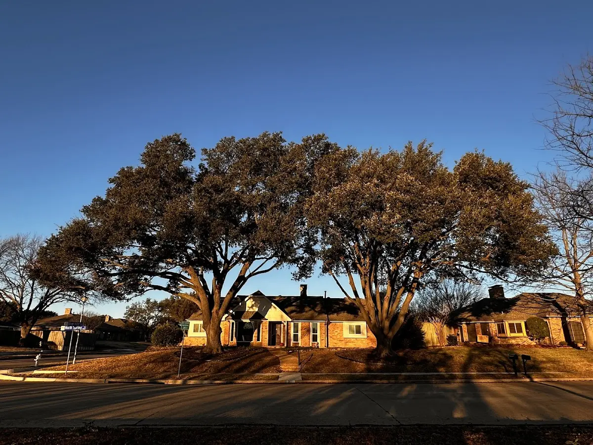 Established residential canopy tree shading a home in Grassy Meadows